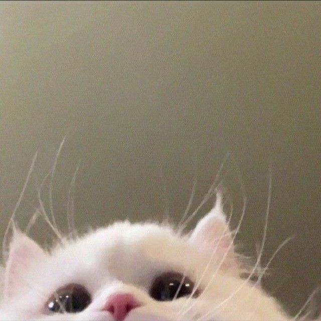 cutestscats's tweet photo. https://t.co/V38flj4jiM