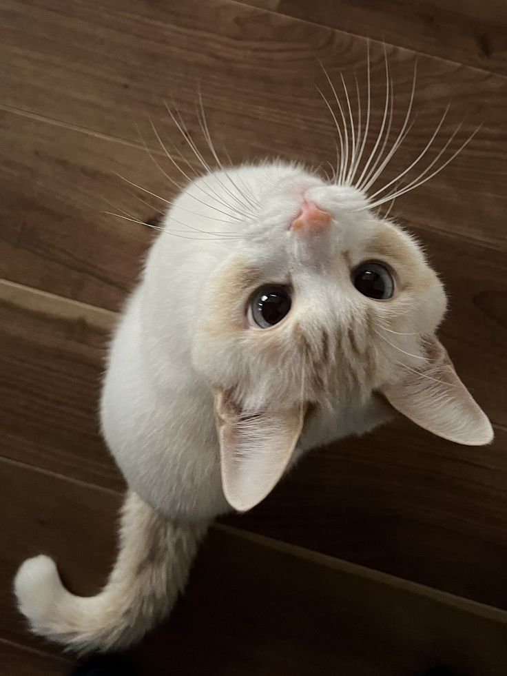 cutestscats's tweet image. 