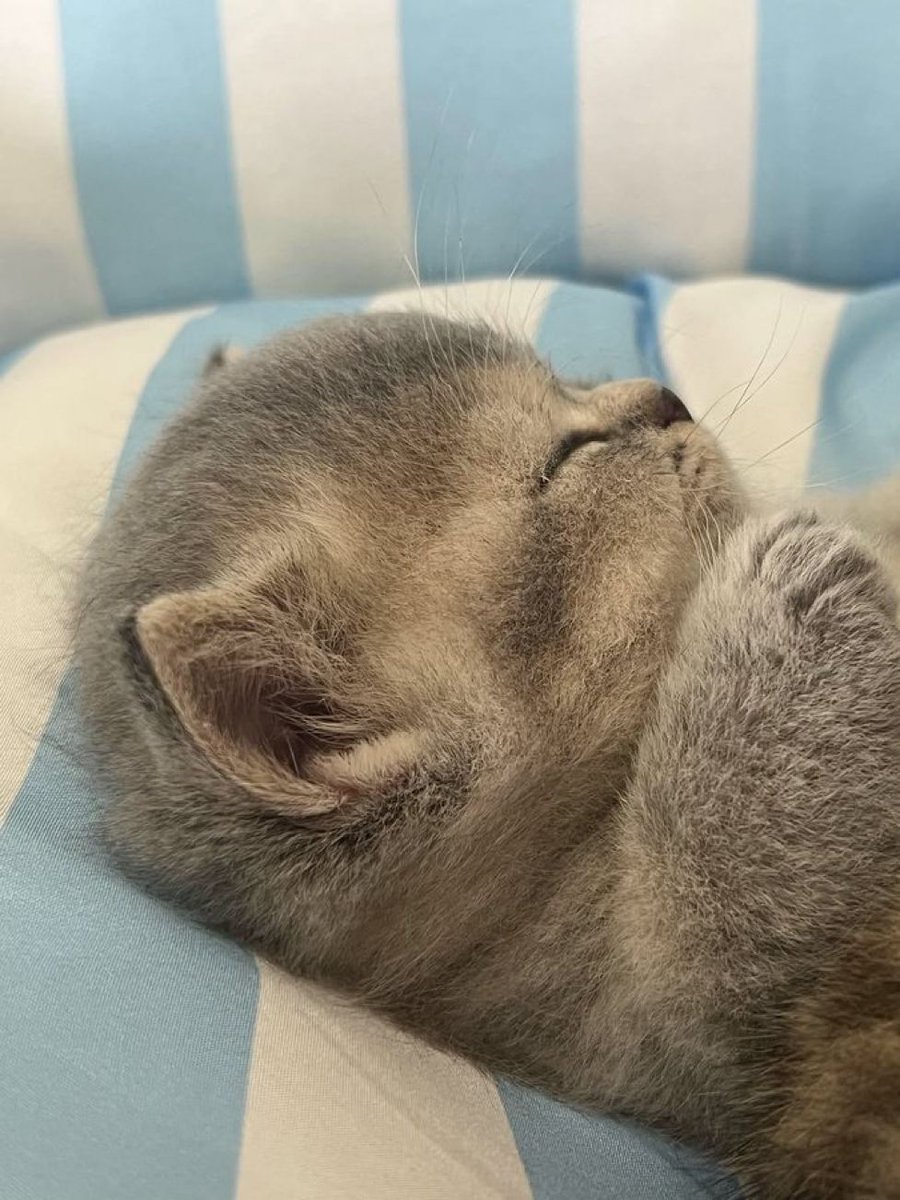 cutestscats's tweet image. 