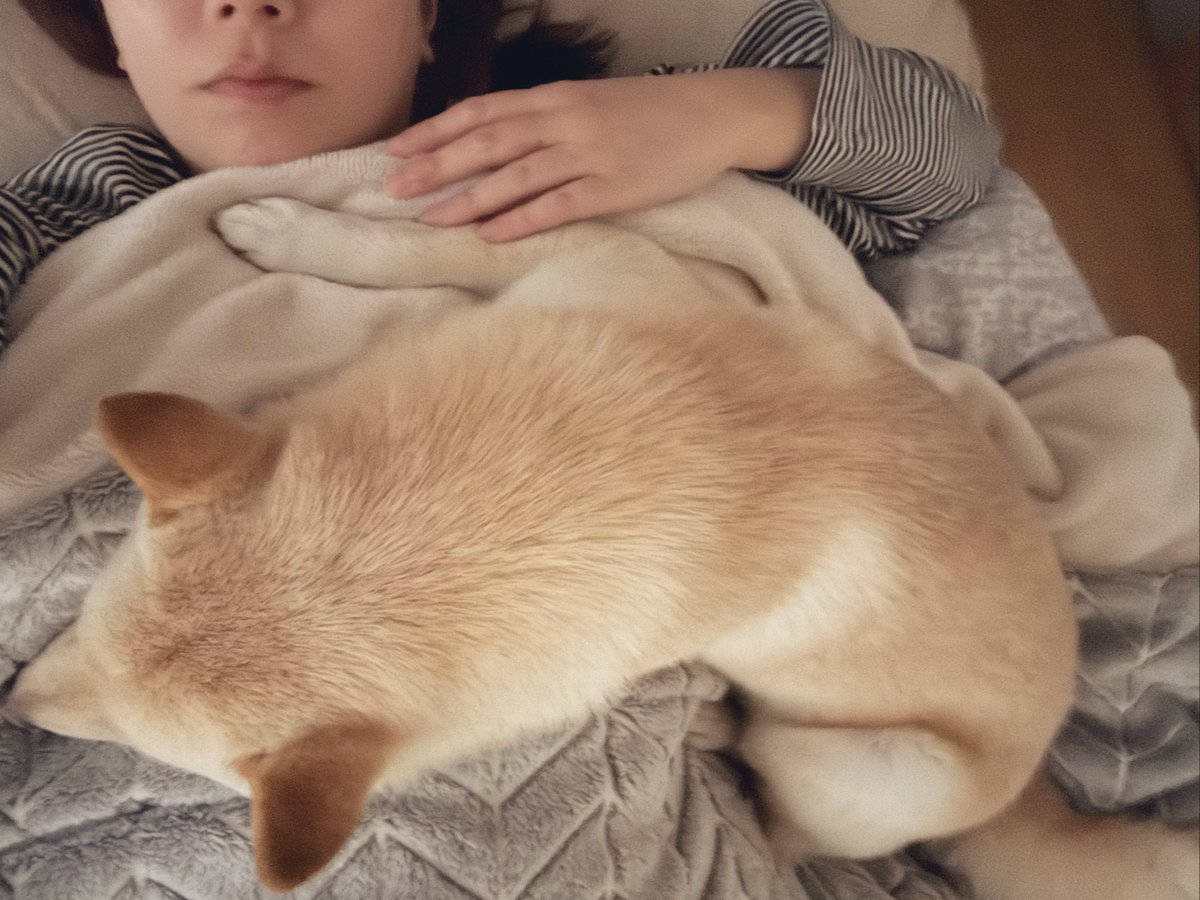 先週くらいから、夜寝るときはこの体勢。
「抱っこおわり」っね言って降ろしてもまたすぐ戻ってくる。
7.5キロがおなかの上に乗った状態で息しながら寝てたら、くびれができた😂😂