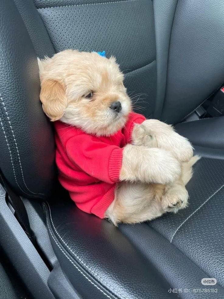 💖 (@twaniimals) on Twitter photo 