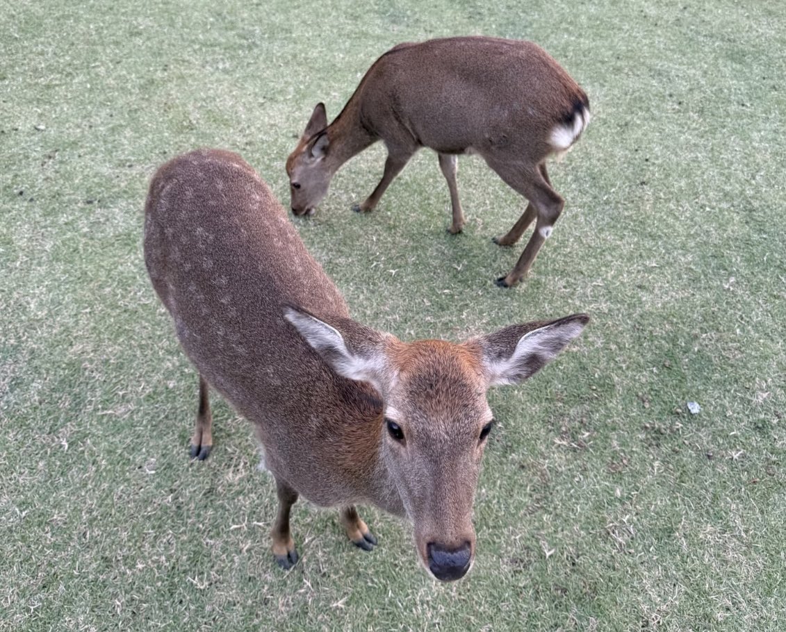 PerfectBlueRi's tweet image. saw my moots today out in the wild