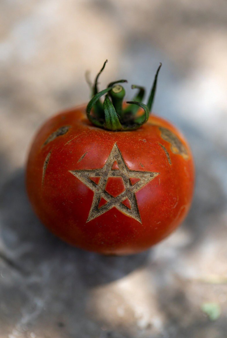 🇪🇸🇲🇦 | Llegan a España tomates de Marruecos en los que se encontró un nivel alto de Cadmio, sin que Bruselas ni las autoridades sanitarias actúen.
