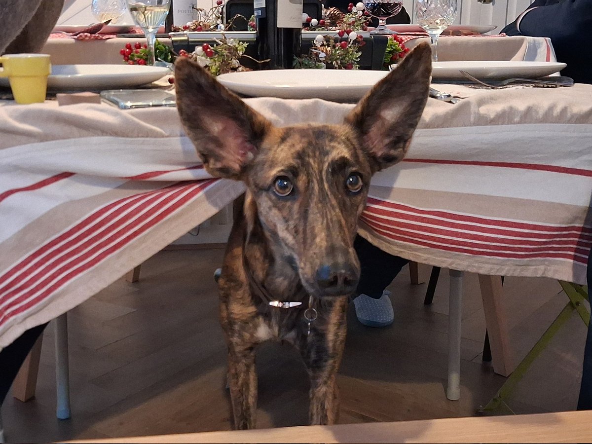 Cilla & Doris the Lurcher 🌈 🐕 tweet media