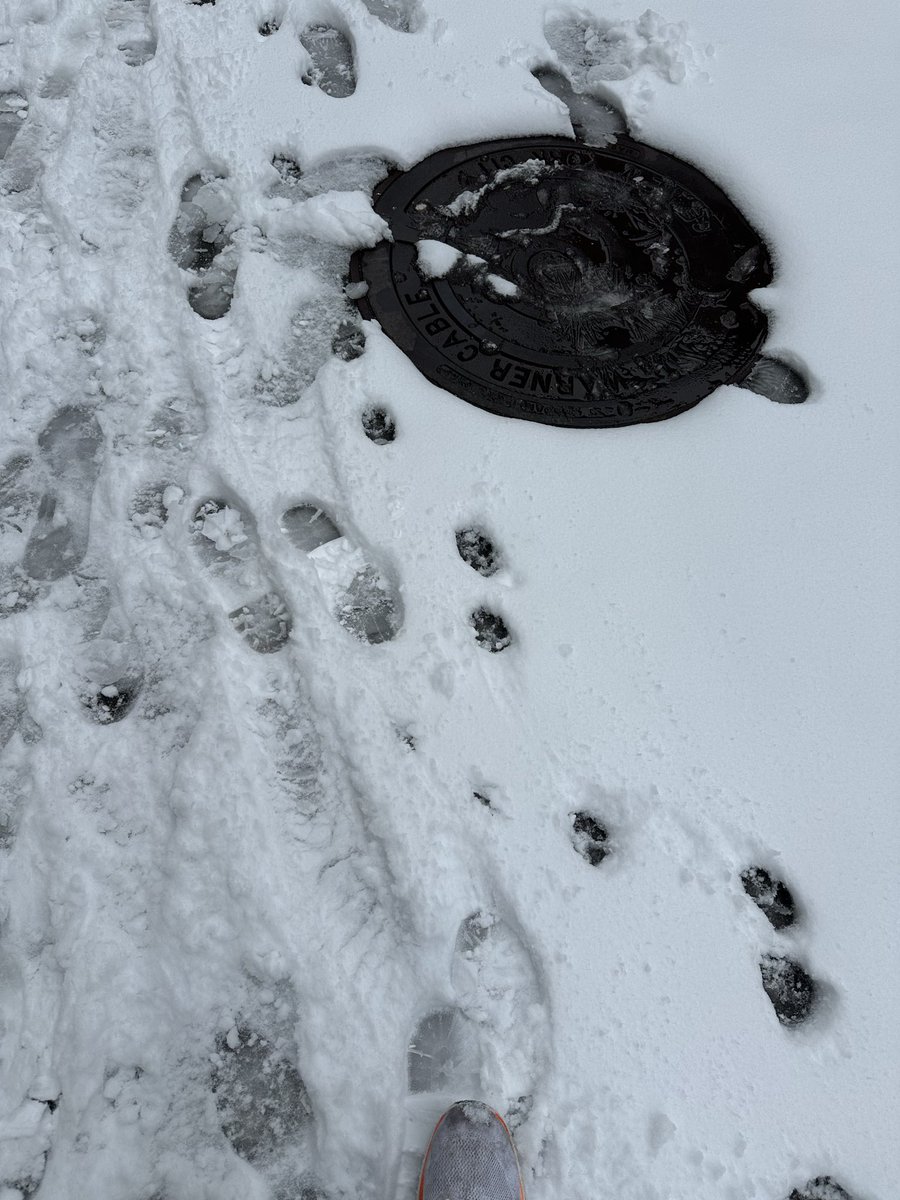 Ben Schwartz tweet media