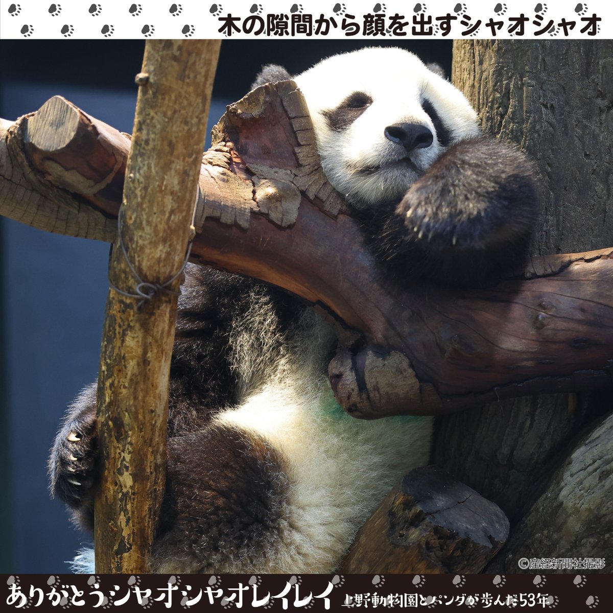⬜⬛⬜⬛⬜⬛⬜⬛⬜⬛ ありがとう #シャオシャオ #レイレイ パンダ新聞