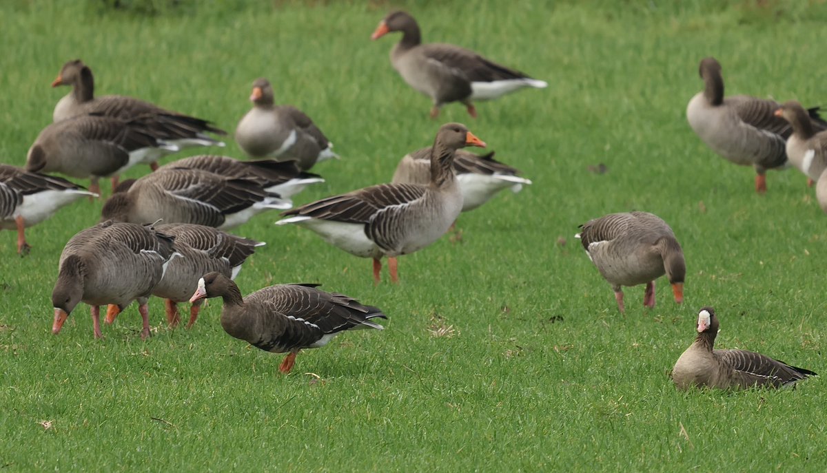 Went out to West Herts today <a href="/Hertsbirds/">Herts Bird News</a> . 5 Tundra Bean Geese in fields East of the Wendover Arm of the Grand Union Canal near Tring were a Hertfordshire life tick. Two White-fronted Geese nearby were a year Herts Tick.