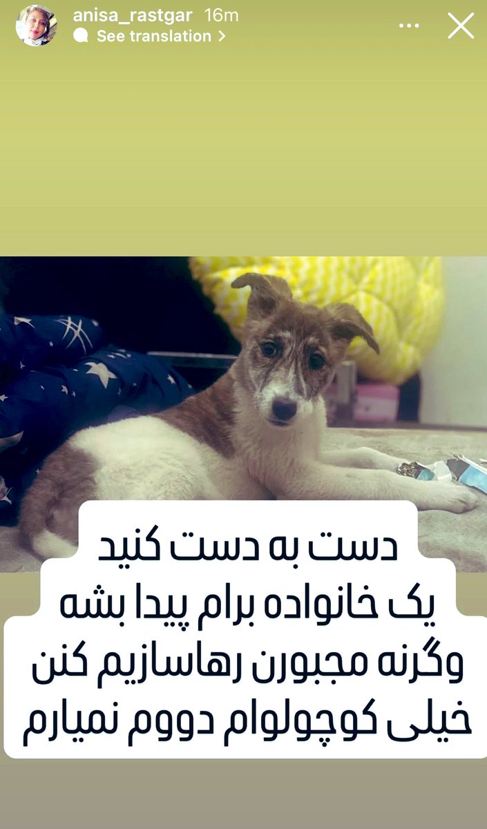 بچه‌ها این بچه‌رو همسایمون( مامان آنجل) پیدا کرده 
حدودا ۲ ماهشه‌خیلی ناز و مظلومه
صاحبخونشون گیر داده و شکایت کرده
و بچه در خطر رها سازیه
من از فرصت گرفتم شاید بتونیم کسی رو موقتم شده پیدا کنیم
وگرنه تو این سرما بیرون از خونه دووم نمیاره!🥺
