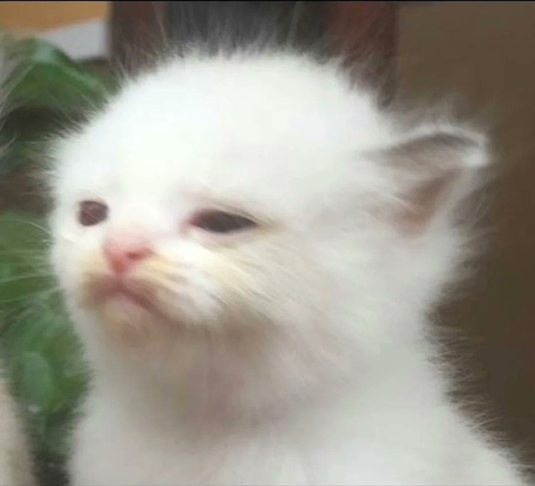 Catsillyness's tweet image. 