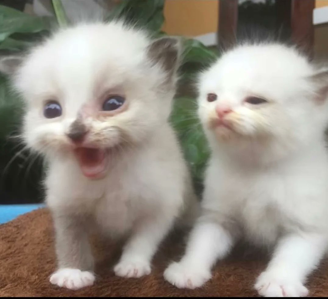 Catsillyness's tweet image. 