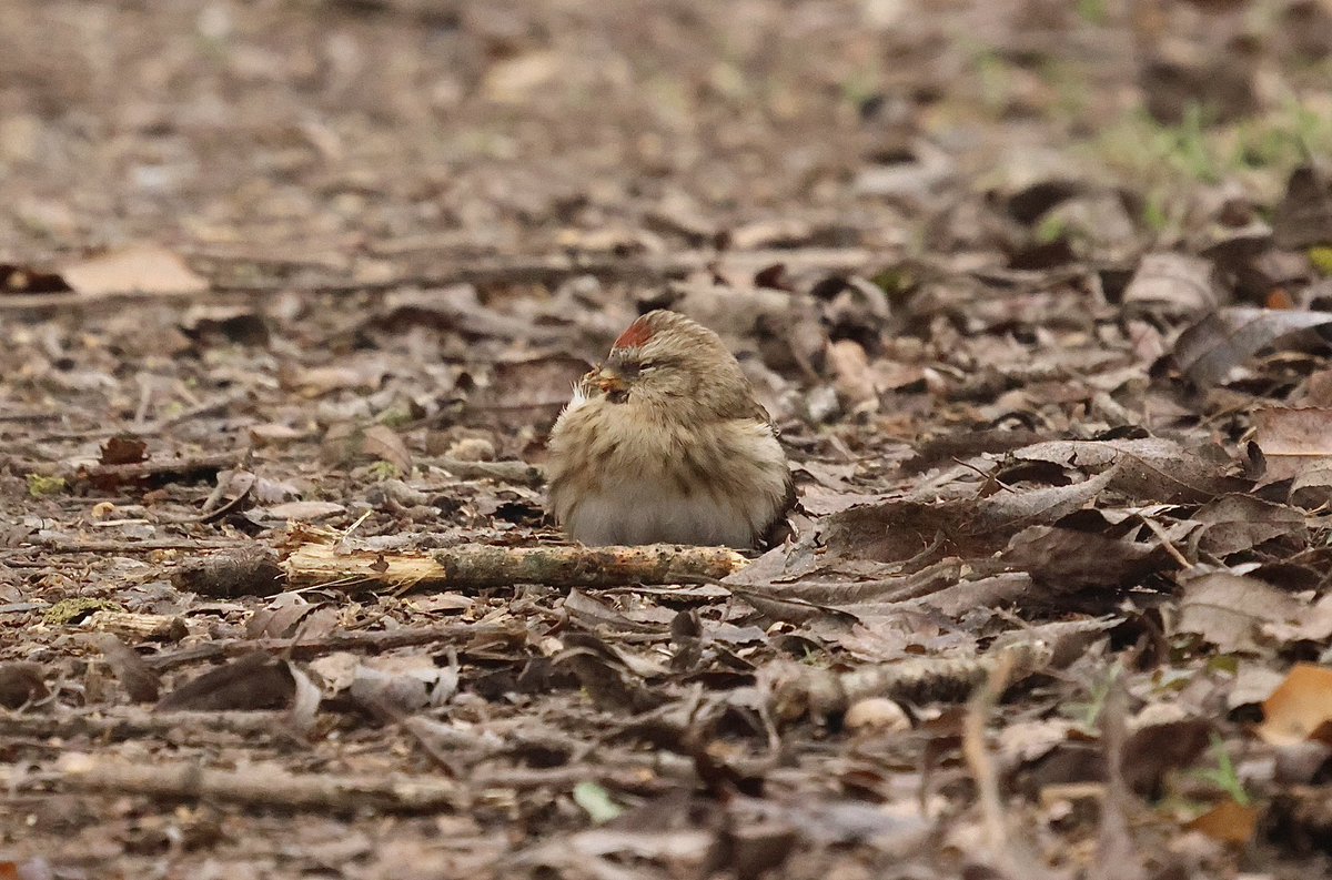 This Redpoll on the path between Pynesfield North &amp; South Lakes, West Hyde didn’t look very well <a href="/Hertsbirds/">Herts Bird News</a> . No sign of the Ferruginous Duck there.