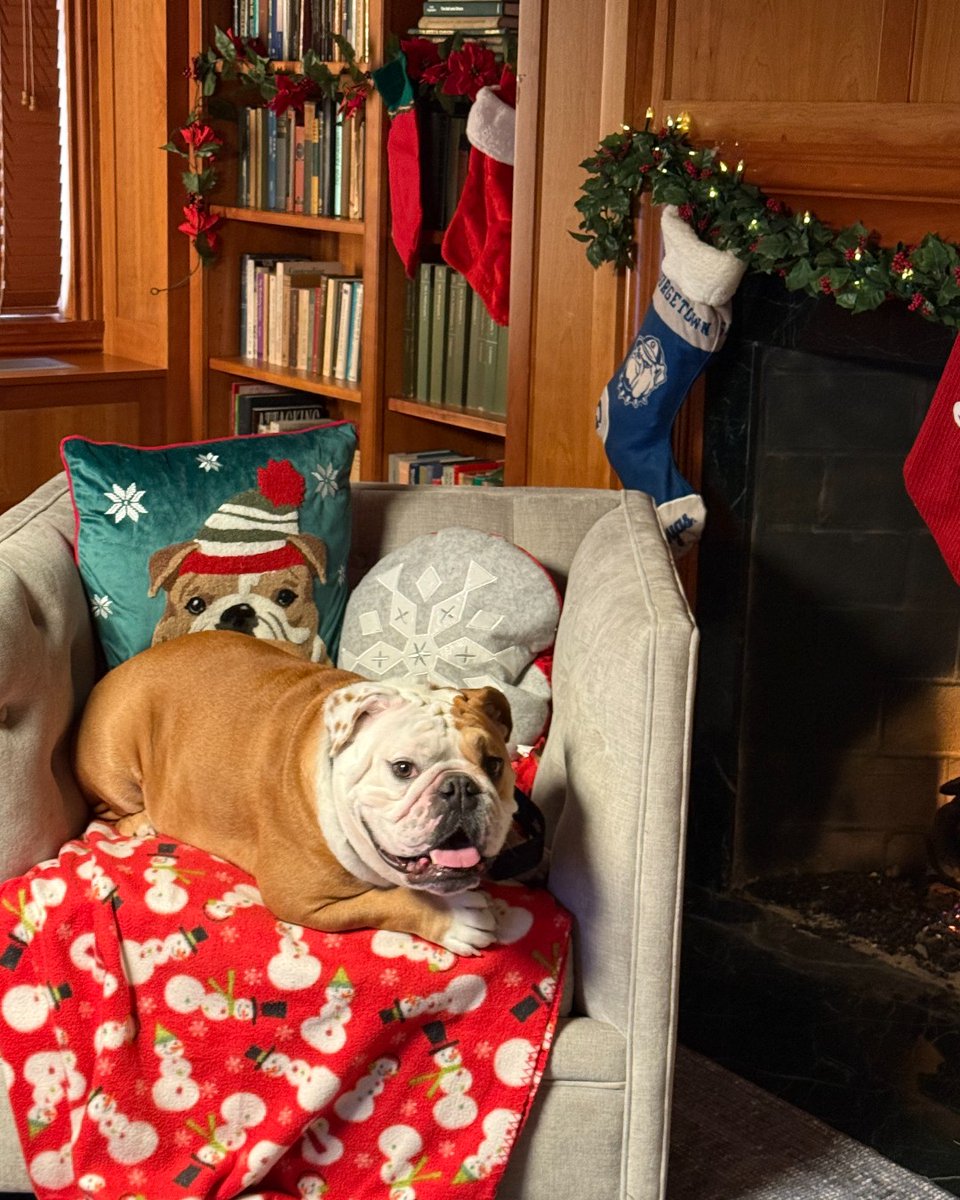 Jack the Bulldog tweet media