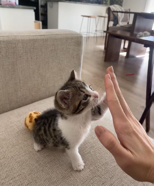 nekocatts's tweet image. Hi-5 😊