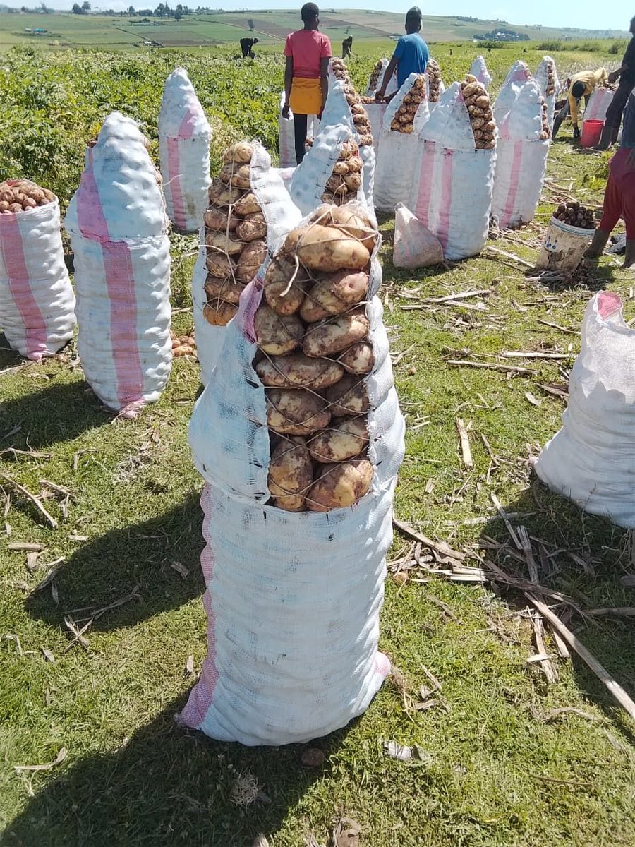 sholard_mancity's tweet photo. I’ve just watched heartbreaking reports on NTV from Turkana, where children are suffering from malnutrition due to drought.

Yet my people, this raises a serious national question.

In Nyandarua and Narok, a sack of potatoes you see on the left pic below, is selling for as low as KSh 4,000.
Maize is going for between KSh 30 and KSh 70 per kilo.

So how is it possible that parts of the same country are starving to the point that food has to be imported?

Why can’t counties buy surplus food from other counties and feed their own people?
Why don’t we focus more on boreholes and long-term water solutions in drought-prone areas instead of repeating food donations every year?

Kenya has food.
What seems to be missing is coordination, planning, and accountability.

Hunger should never be seasonal, political, or strategic.

Let Turkana County purchase potatoes and maize from other counties and deliver them to their people in Turkana