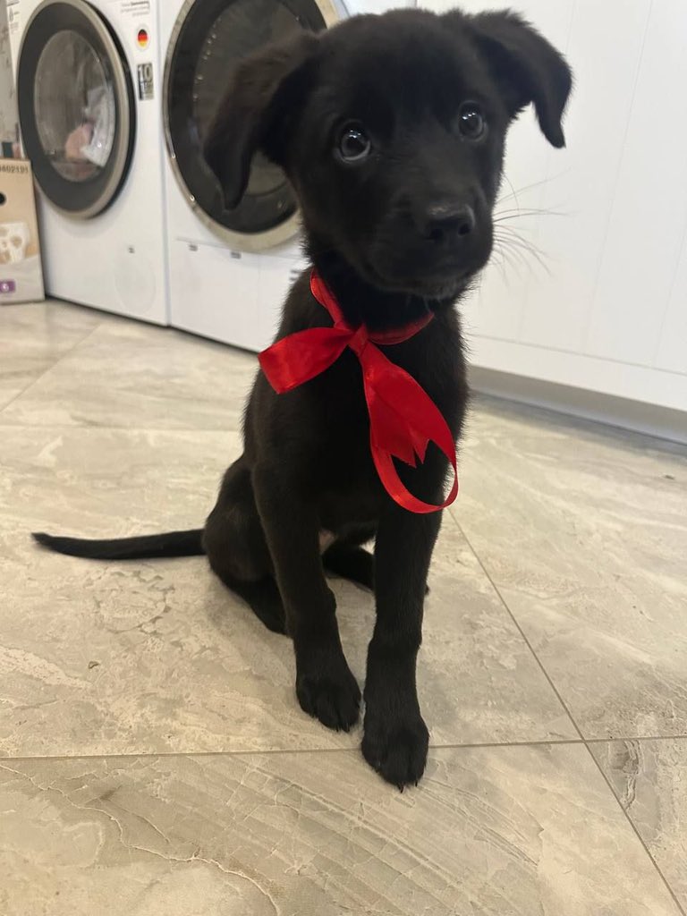 И еще кроха, но уже щенок. Ночка на грани возврата на улицу, нужна передержка или постоянный дом. 
Посмотрите какие глазёнки, не собаченька, чудо такое🖤 
Обработана от паразитов, в холке 30 см, возраст 3-4 месяца, Москва, МО.