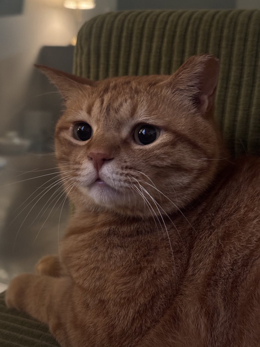 동글동글…
우주최강미소녀고양이