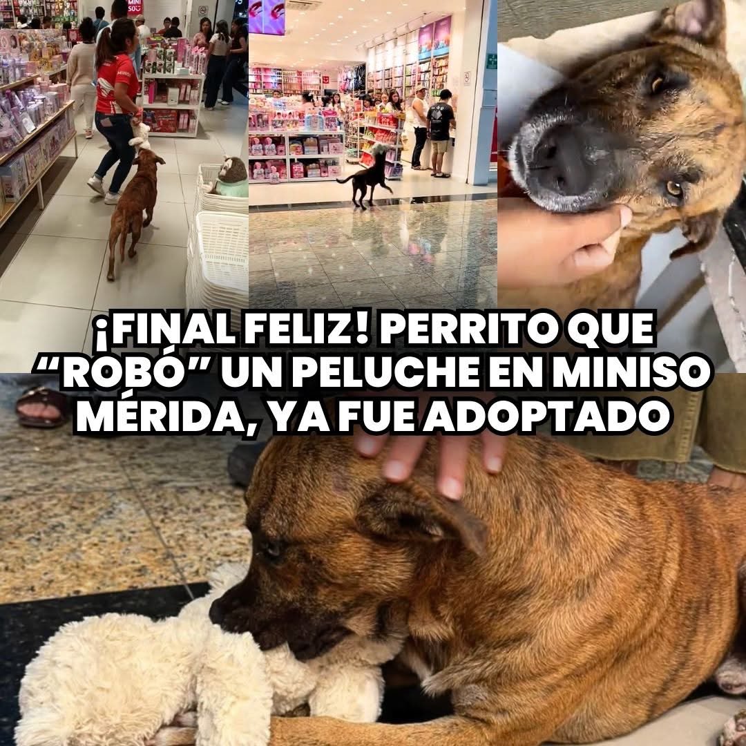 Hace unos días, se hizo viral la historia de un perrito que entró a un Miniso en Mérida 🇲🇽 y tomó un peluche para jugar, pero fue “detenido” por los trabajadores de la tienda; al final, la gente se presenció la escena, hizo una cooperacha y pagó el peluche del perrito ❤️‍🩹, a pesar