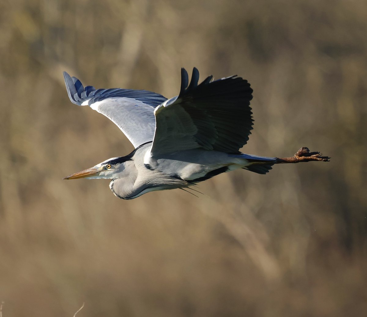 stevesando1's tweet image. Grey Heron on Bodmin moor today.
#birds #birding #Naturephotography #wildlifephotography #naturelovers #birdphotography #Cornwall