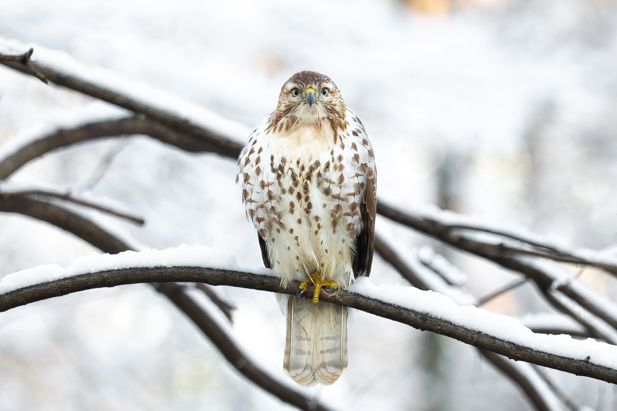 davidlei's tweet image. Red-tailed hawk surveying Central Park’s snowy Ramble.

#birdcpp #nature #wildlife
