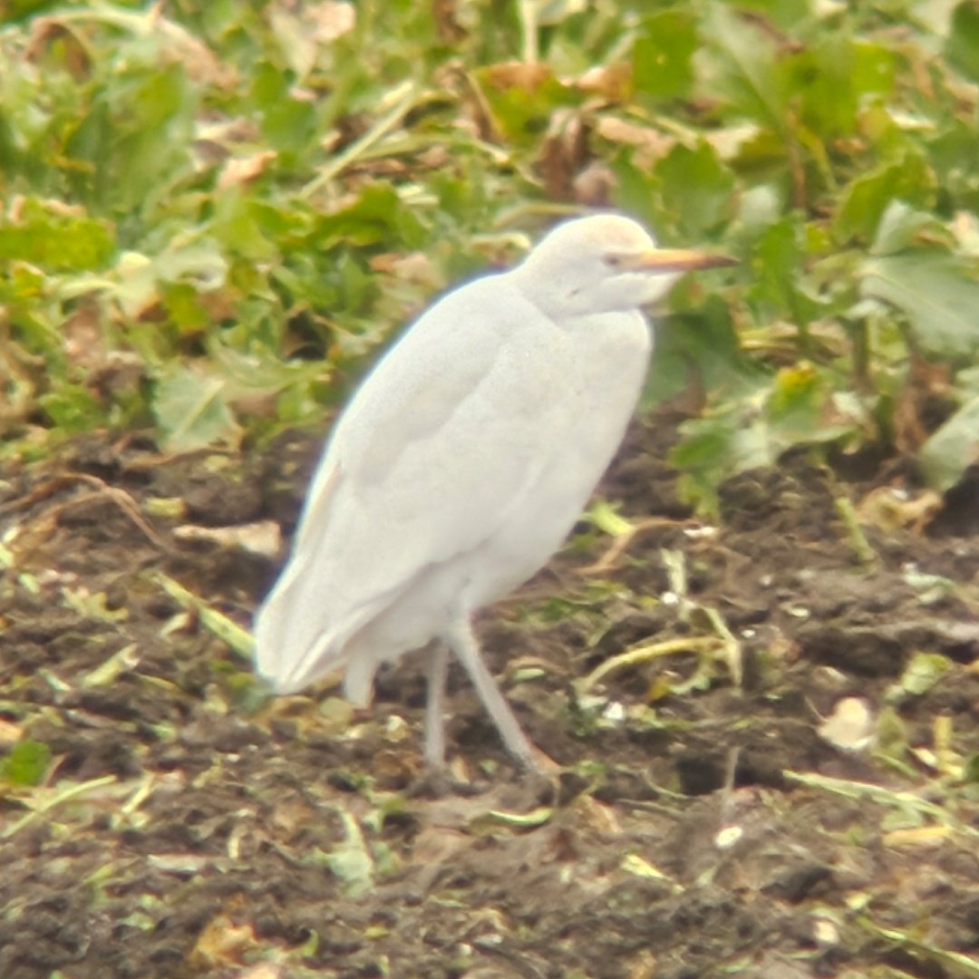 ED Birding tweet media