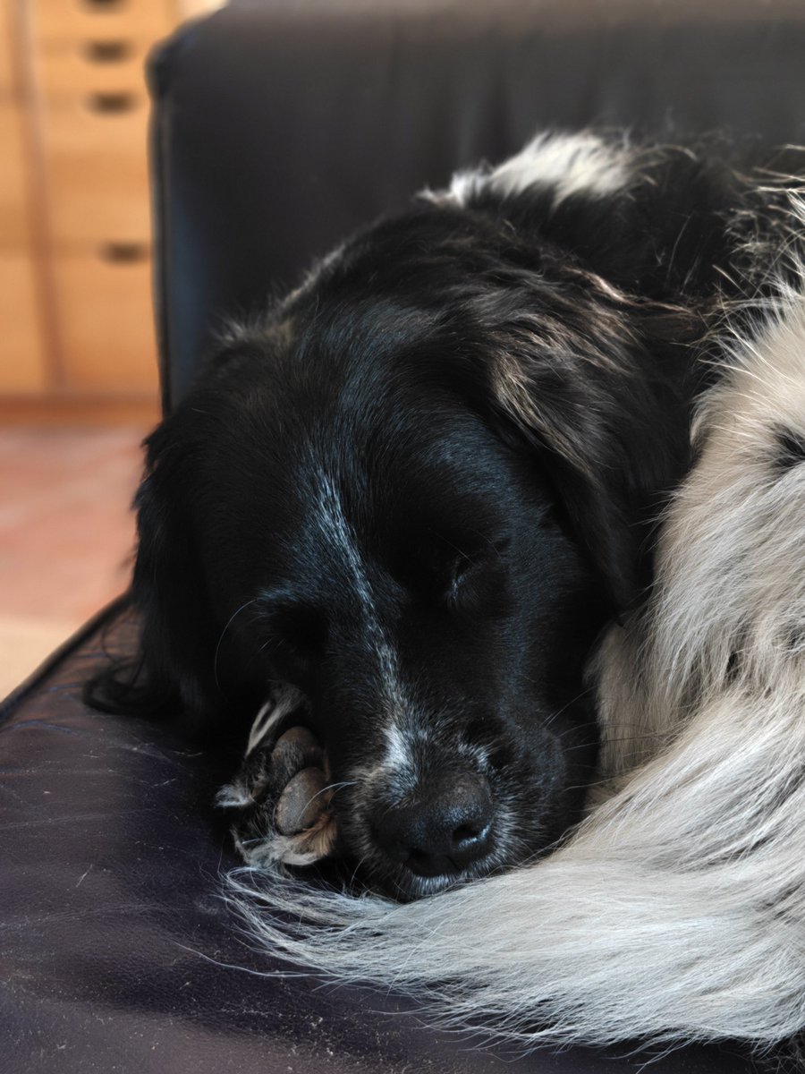 Tevreden hond, want in Frankrijk bestaat vuurwerk alleen op 14 juillet.