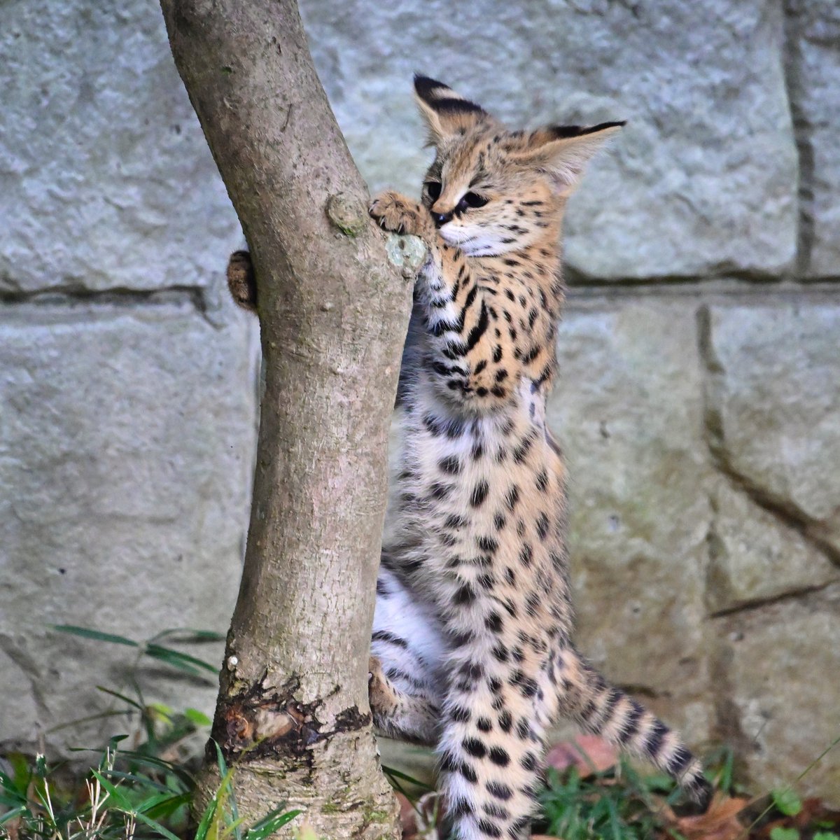 サーバルいるの！ 多摩動物公園行きたい👼🏻👼🏻, image size:1200x1200