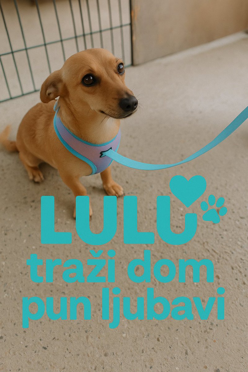 🩵🐾Lulu je mali borac od samog početka.
Tek rođena bačena je na ovaj svet na djubriste, ali  uprkos svemu izrasla u nežnu, tiho hrabru zenkicu🩵🐾