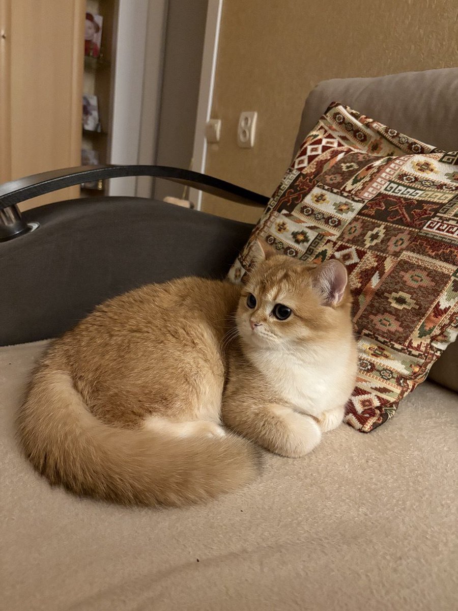 Мне присылают фото котика, живущего у родителей. 
Посмотрите и вы на котика.