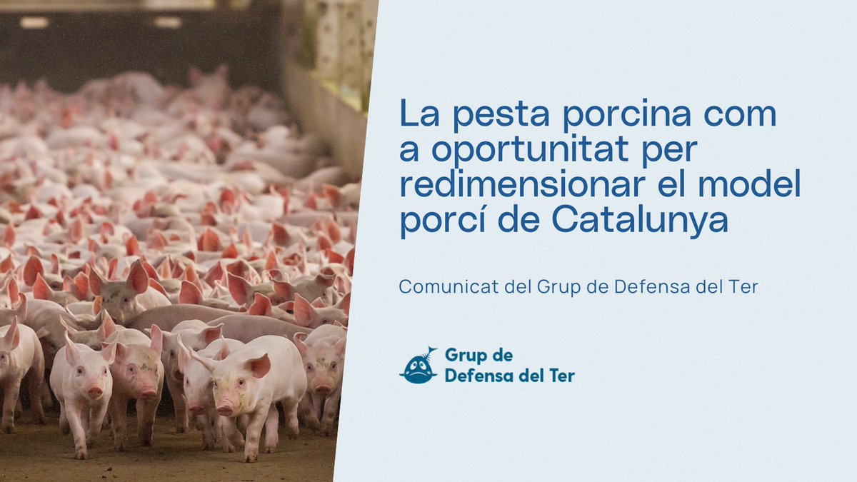 🐖 El <a href="/GrupDefensaTer/">Grup de Defensa del Ter</a> defensa que la pesta porcina africana és el símptoma d’un model agroindustrial insostenible.

Un sector que, després d’anys de beneficis, no ha assumit els costos ambientals, socials i sanitaris que ha generat.

🔗 Llegeix més: f.mtr.cool/lfapueslrd