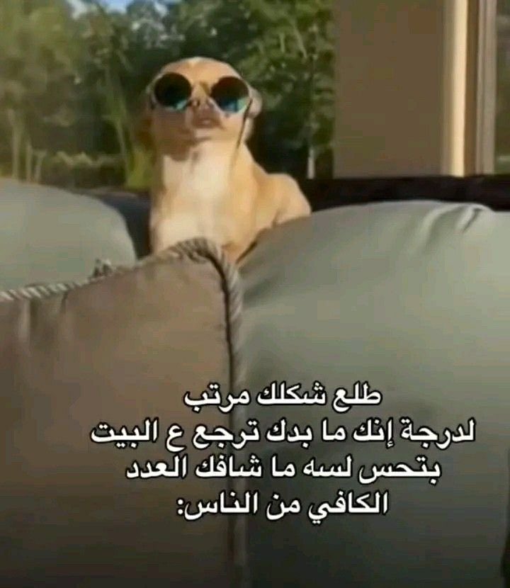 انس ماغيره tweet media