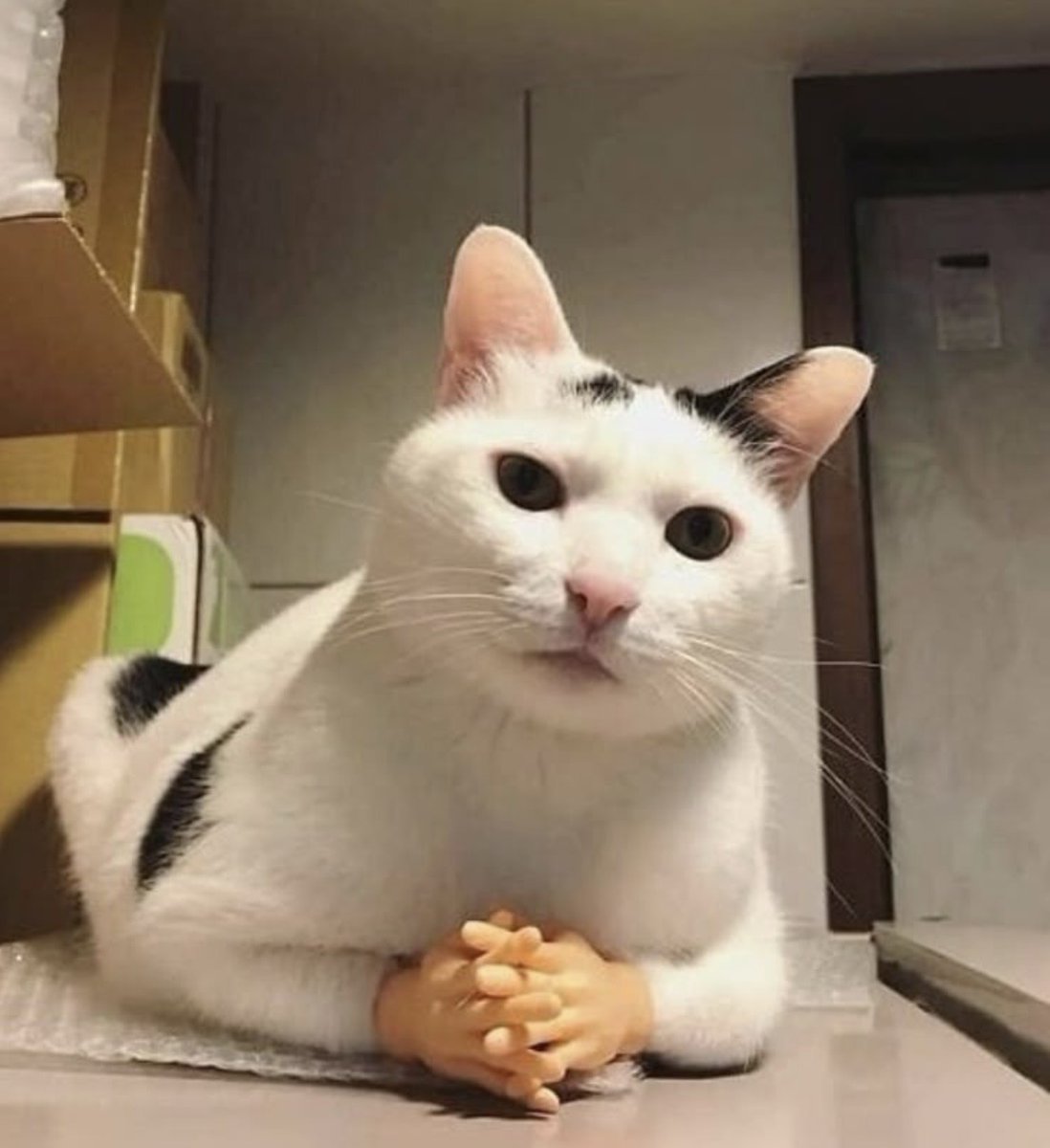 KaiaSolar37610's tweet image. Um….