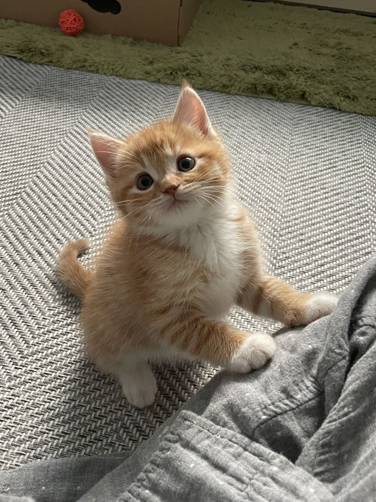 Dimatimo's tweet image. .