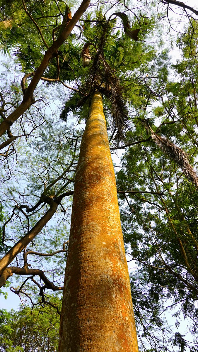 parthosarathi_b's tweet image. Let's see your #Lookup shots 👆