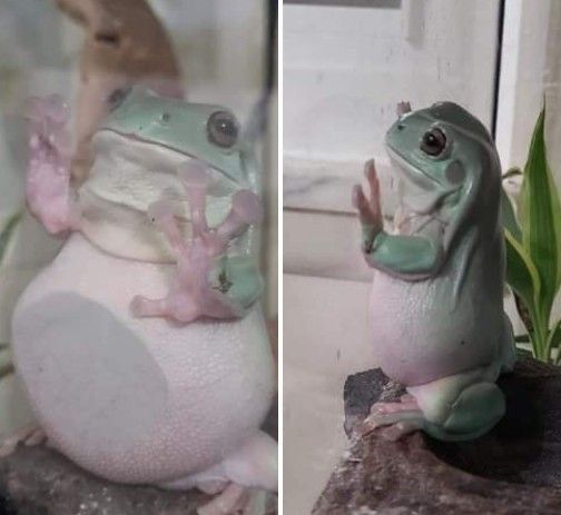 TheFrogPond_'s tweet image. 