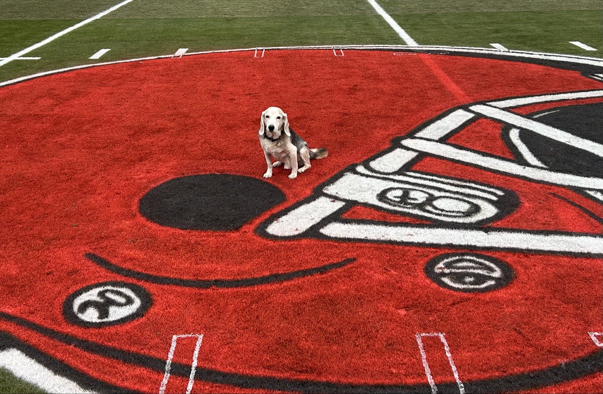 mizzou94_pate's tweet image. Rosco is ready for the game tomorrow and the end of another season.  Then it’s time to get this old man some sun and warmer temps. #DogsOfTurf