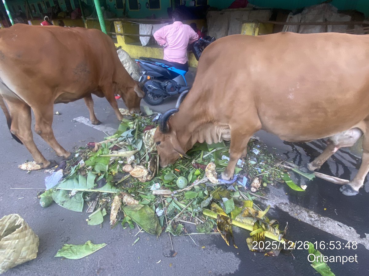 rinrinrin47disk's tweet image. 青果市場？の残渣…
エコフィード笑

子牛が満足げに反芻してて可愛かった♪

#RINdia2526 day6