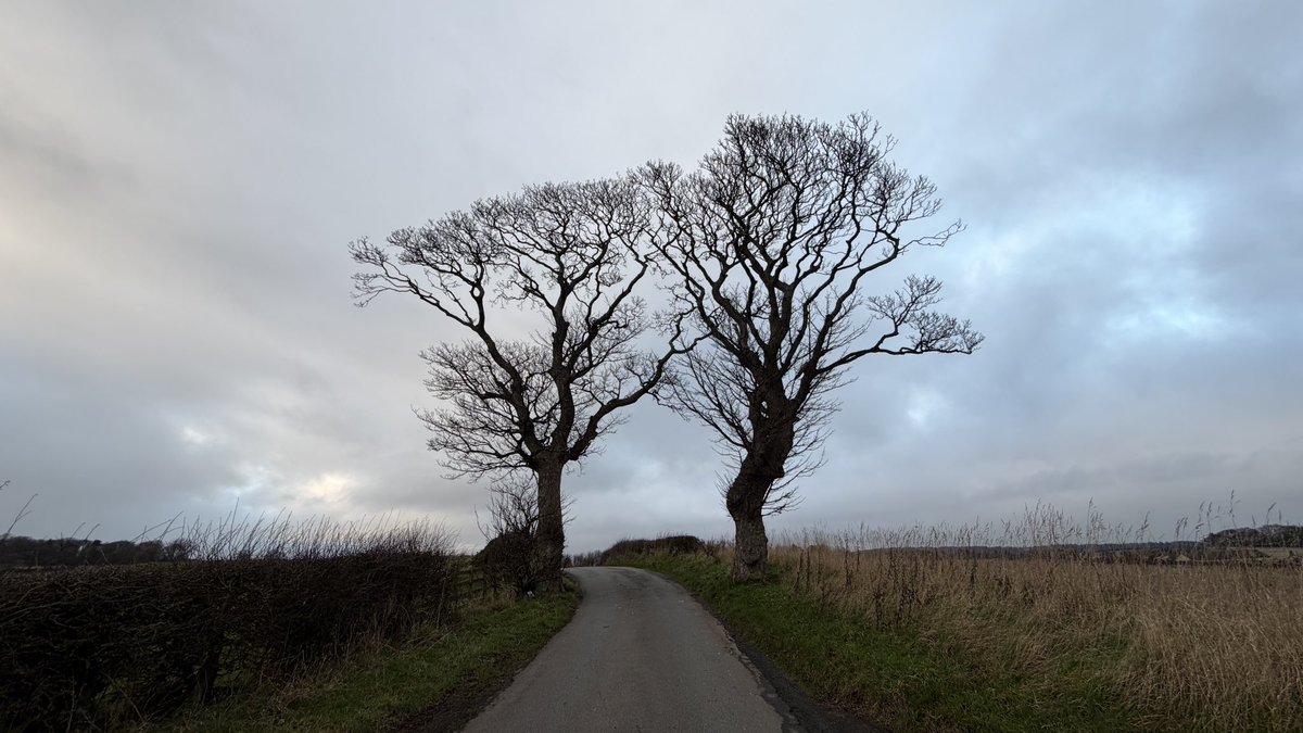 ChelaruCh's tweet photo. Possibly the most famous trees in #Fife 🌳🌳

The kissing trees are a popular landmark in the Heartlands of the Kingdom 💚

#LoveFife #KingdomOfFife https://t.co/yy8C0Nu4tk