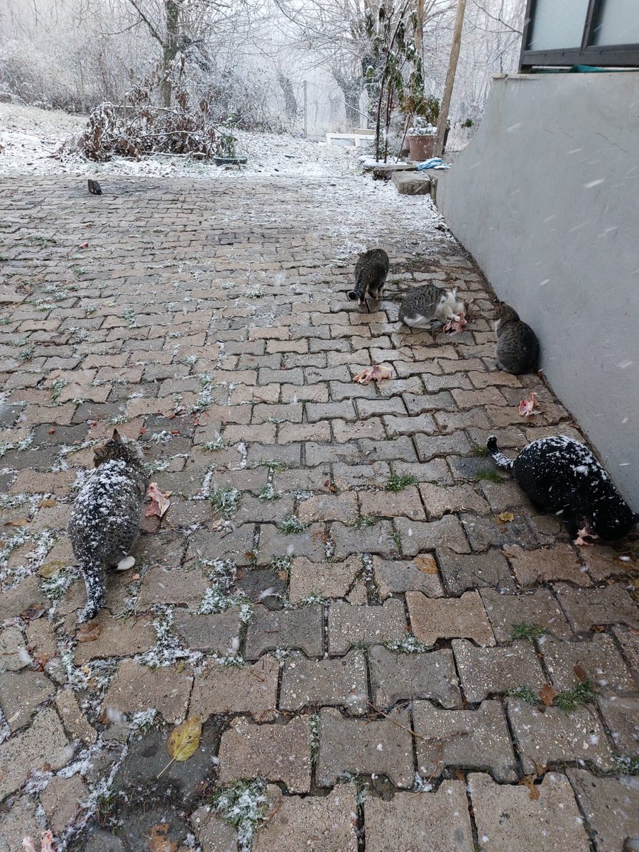 CaroDernegi's tweet photo. Selamunaleyküm,

Değerli CARO severler. Bugün 27 Aralık 2025 Cumartesi,  Güzel köyümüze bu yılın son ziyaretimizi gerçekleştirdik. Sabah hafif kapalı bir hava. Öğleyin güneş açtı, tam hava kötüleşti derken. İkindi de RABBİME hamdolsun Rahmetini beyaz Mücevherini gönderdi. https://t.co/to88z8ENqQ