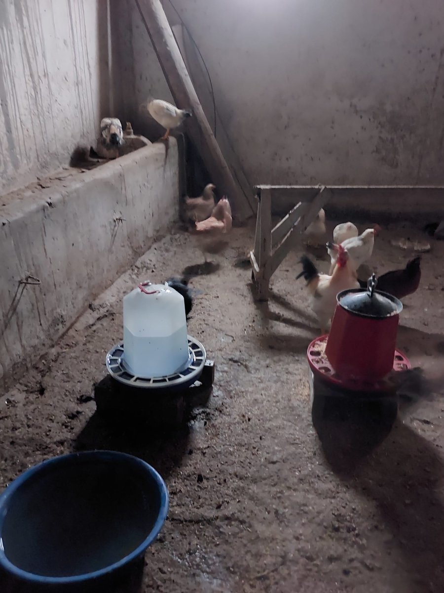 CaroDernegi's tweet photo. Selamunaleyküm,

Değerli CARO severler. Bugün 27 Aralık 2025 Cumartesi,  Güzel köyümüze bu yılın son ziyaretimizi gerçekleştirdik. Sabah hafif kapalı bir hava. Öğleyin güneş açtı, tam hava kötüleşti derken. İkindi de RABBİME hamdolsun Rahmetini beyaz Mücevherini gönderdi. https://t.co/to88z8ENqQ