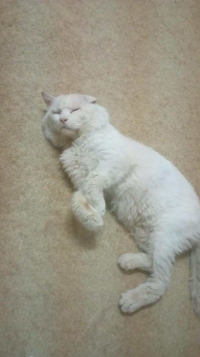 Animal_rescue0's tweet image. #انقاذ #قطط #الرياض 
🔴🔴🔴🔴🔴🔴🔴🔴🔴🔴 
للضرورة القصوى احتاج مساعدة منكم أو من أهل الخير اللي تعرفونهم .. عندي قط ذكر امريكي اسمه (ود) عايش معانا من زمان وعمره الان تقريباً 12 سنة وماحصلت متبني ولازم اسافر خروج نهائي لسوريا خلال كم يوم والطريق راح يكون بر اكثر من ٢٣ ساعه…