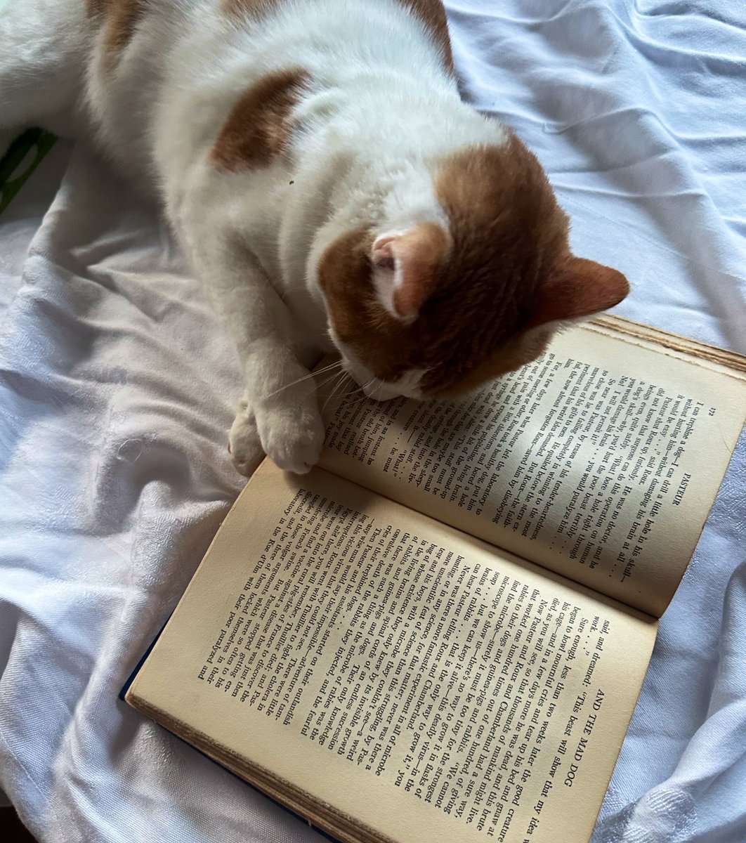 NanceCunningham's tweet photo. Mario makes his #caturday debut #CatsOnX https://t.co/SsoOXl8fe0