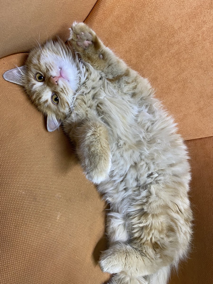 Tuuba😻🐱 tweet media