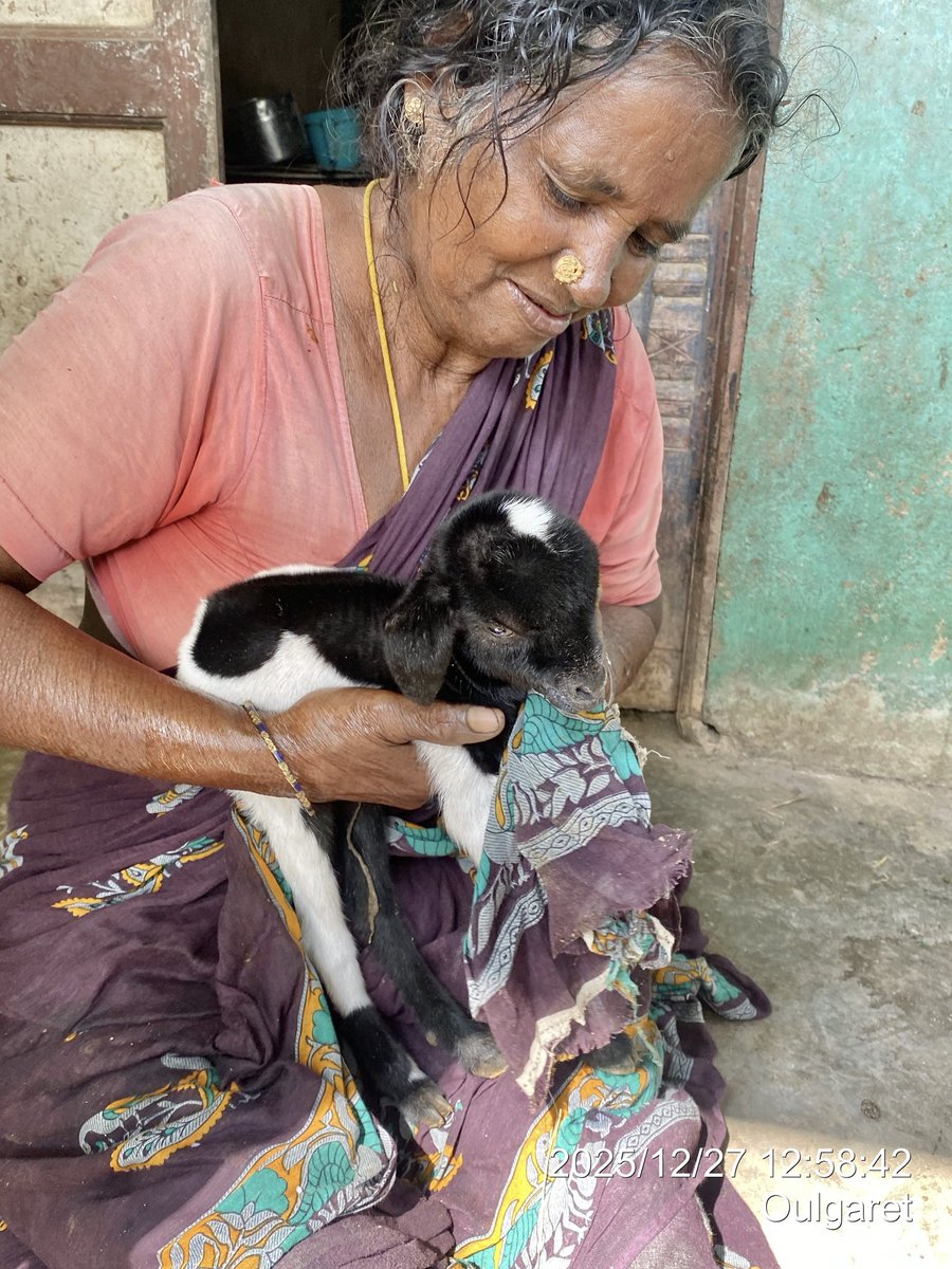 rinrinrin47disk's tweet image. めっちゃ産まれたて？！
へその緒ぶら下がったまま
小さなネコくらいの子ヤギ🥰
お婆ちゃんが哺乳瓶🍼でミルクあげてた
もう1匹はお母さんヤギのおっぱい探して飲んでた（o^^o）
可愛すぎる😍

#RINdia2526 day7