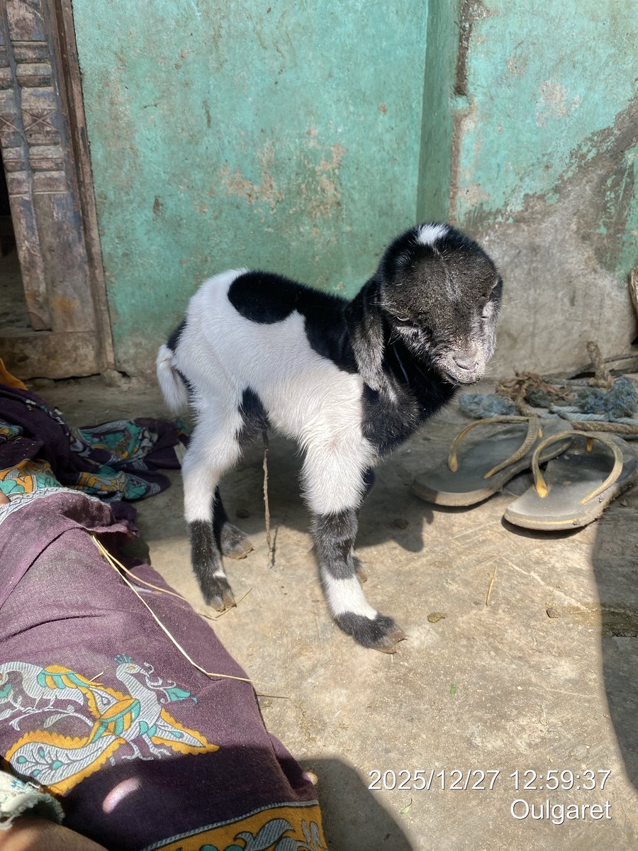 rinrinrin47disk's tweet image. めっちゃ産まれたて？！
へその緒ぶら下がったまま
小さなネコくらいの子ヤギ🥰
お婆ちゃんが哺乳瓶🍼でミルクあげてた
もう1匹はお母さんヤギのおっぱい探して飲んでた（o^^o）
可愛すぎる😍

#RINdia2526 day7