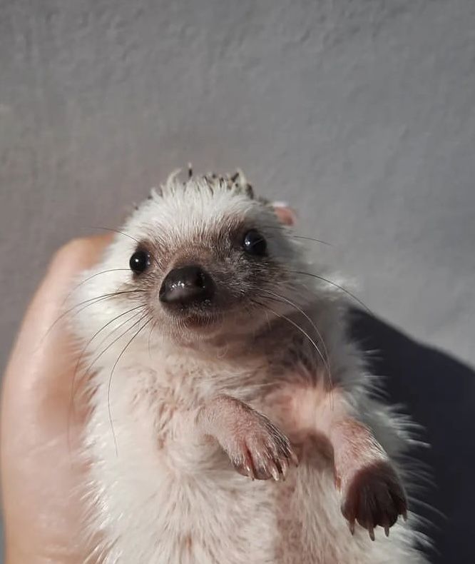 Hedgehog Zone (@hedgehogzone_) on Twitter photo 