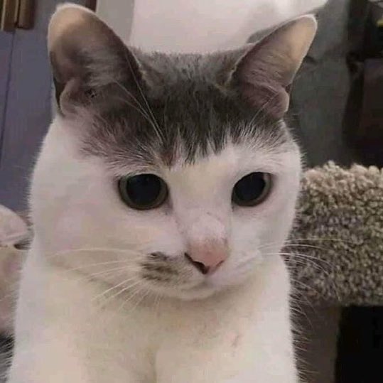 12月28日（日曜日） (\_/) ꕤおはよーございまうす🐭ꕤ ( •_