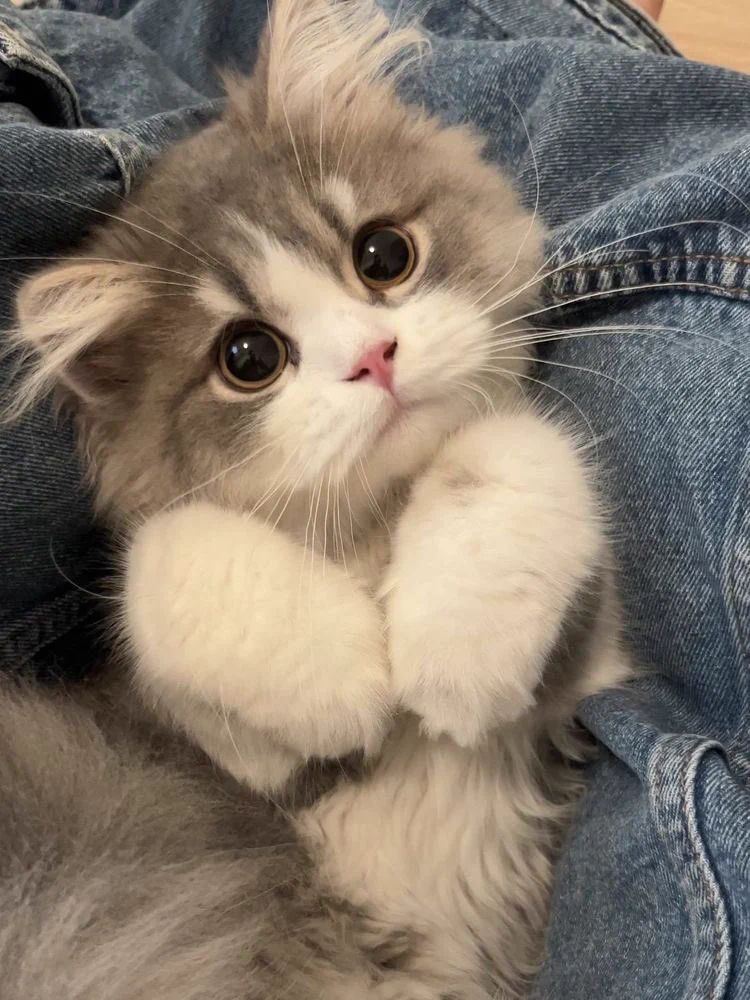 cutest cats tweet media