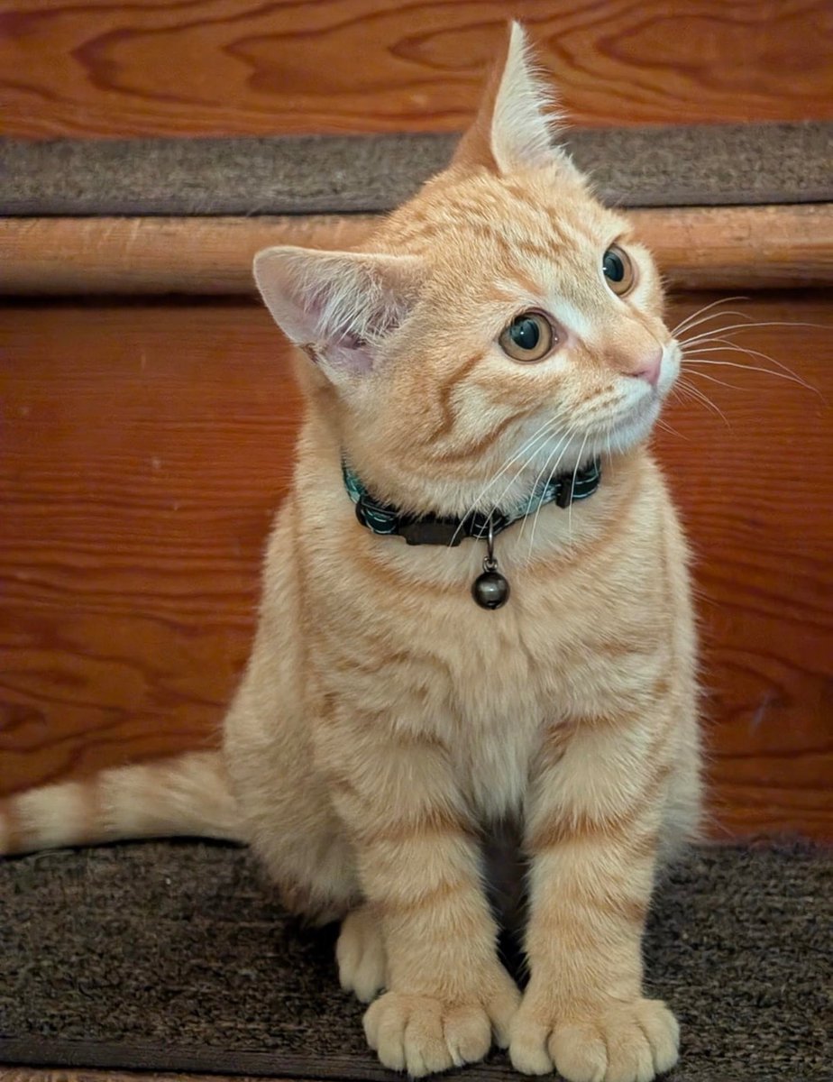 catshealdeprsn's tweet image. 