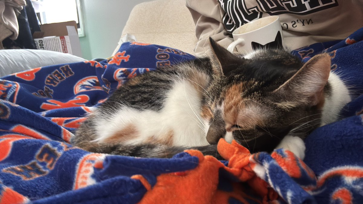 blossumupdate's tweet image. Blossum is snowed in today