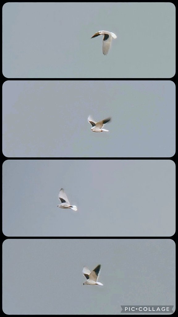 The White Falcon 💙 tweet media